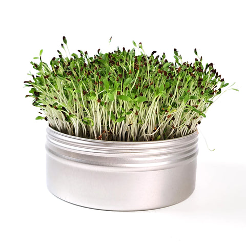 Untamed Health - Mini Tini Microgreens Grow Kit - Alfalfa