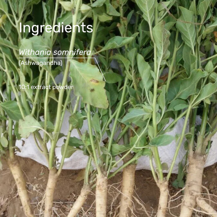 Superfeast | Ashwagandha Capsules | 240 caps bag