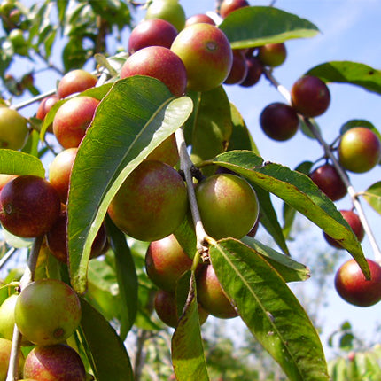 Changing Habits Nature's Vitamin C (Camu Camu) Capsules - Qty 90