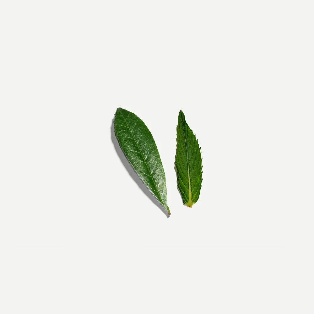 Love Tea | Yerba Maté and Mint 60g Loose Leaf