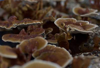 Life Cykel Reishi Mushroom Liquid Extract