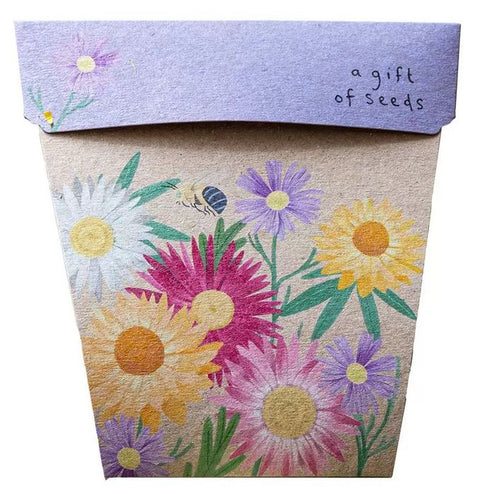 SOW 'N SOW Gift of Seeds Native Daisies