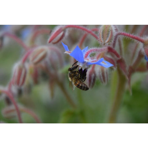 Life Cykel Bee Pollination Grow Kit
