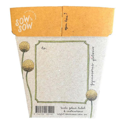 SOW 'N SOW Gift of Seeds Billy Buttons