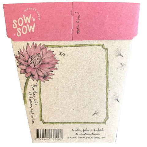 SOW 'N SOW Gift of Seeds Everlasting Daisy