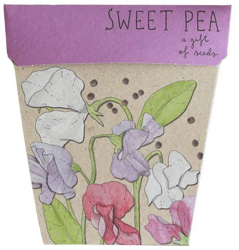 SOW 'N SOW Gift of Seeds Sweet Pea